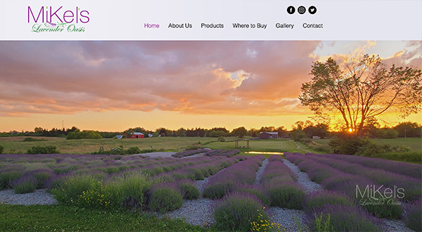 Mikel's Lavender
